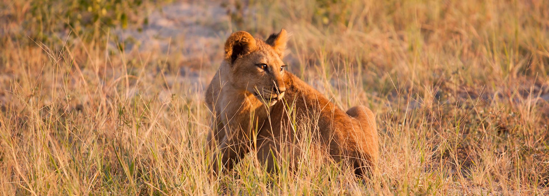 Lion cub, South Luangwa National Park