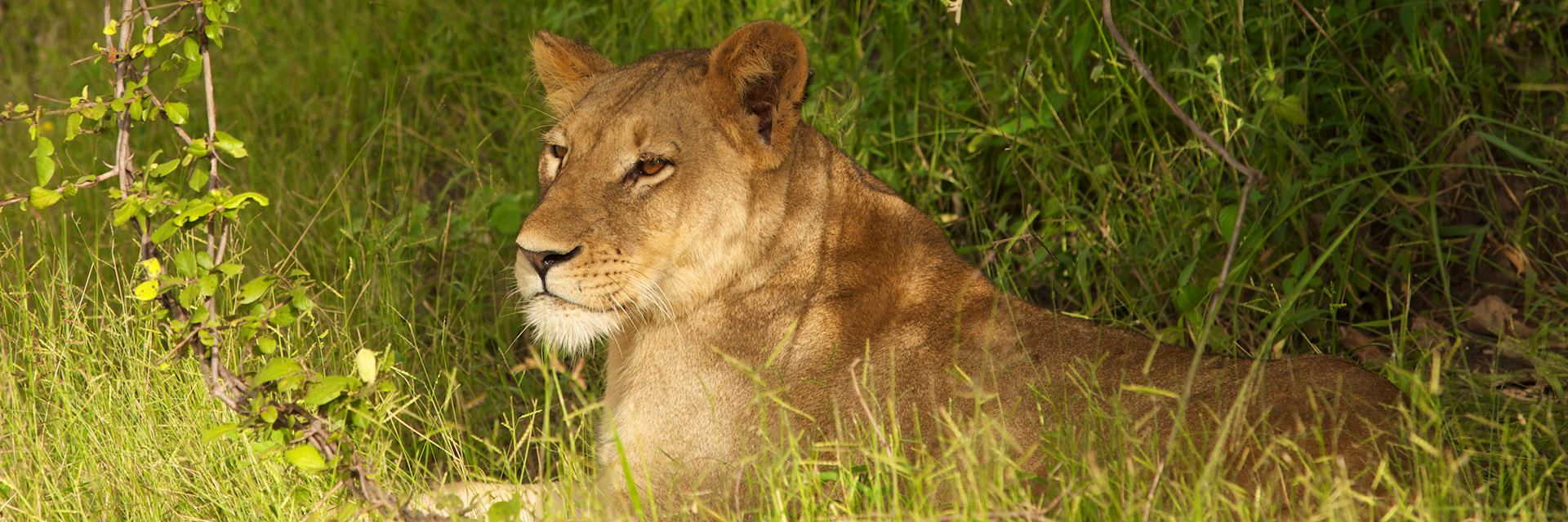 Lioness in North Luangwa National Park