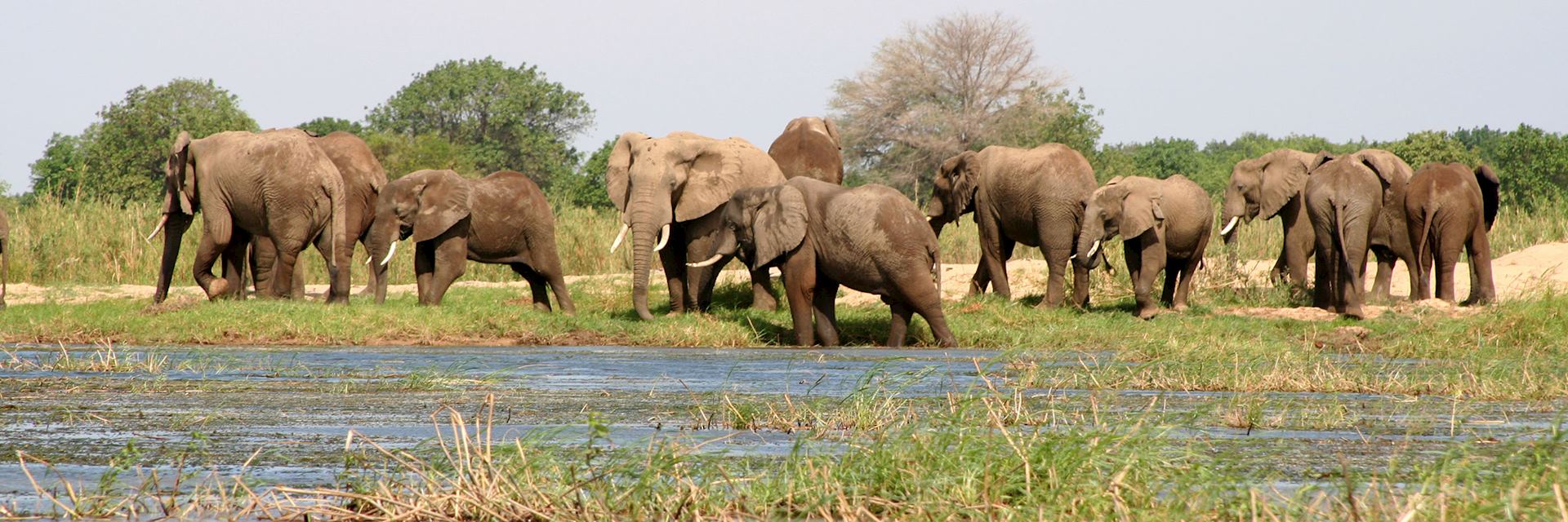 Elephants in Lower Zambezi National Park