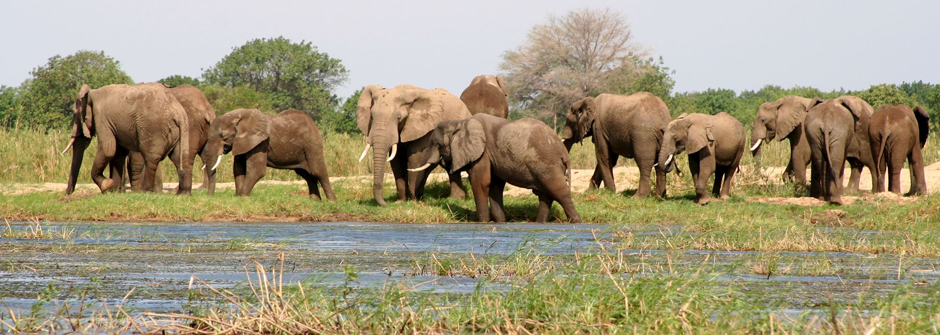 Elephants in Lower Zambezi National Park