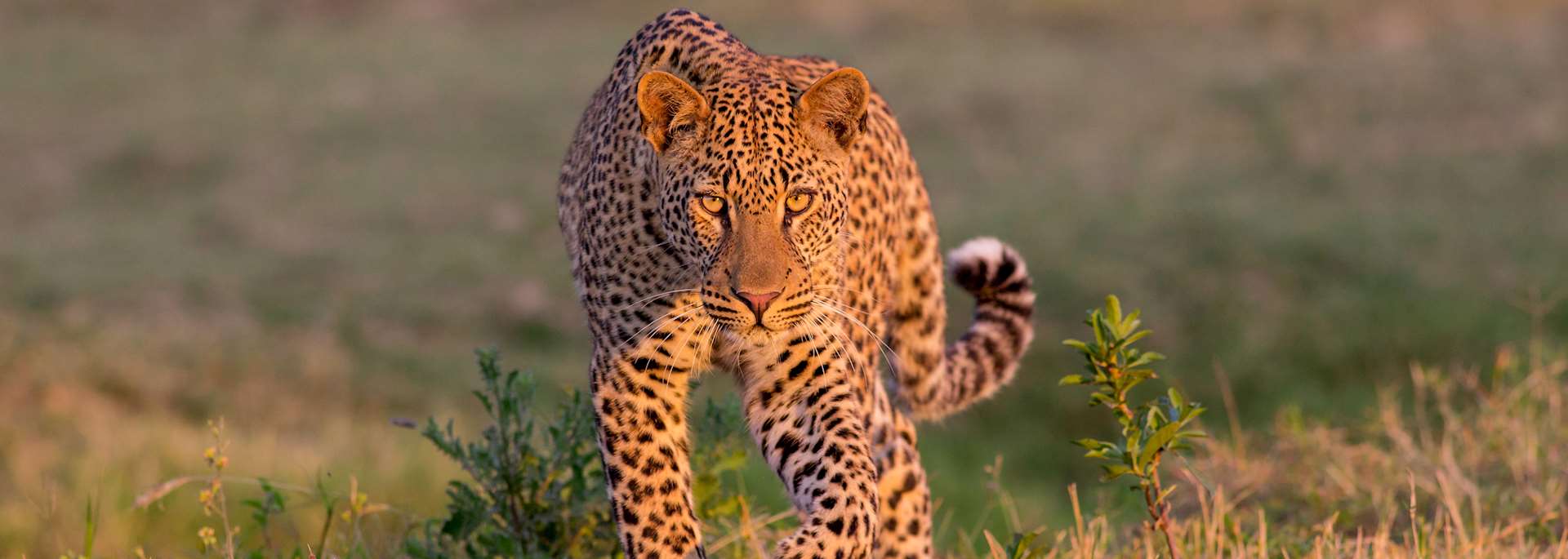 Leopard in South Luangwa National Park