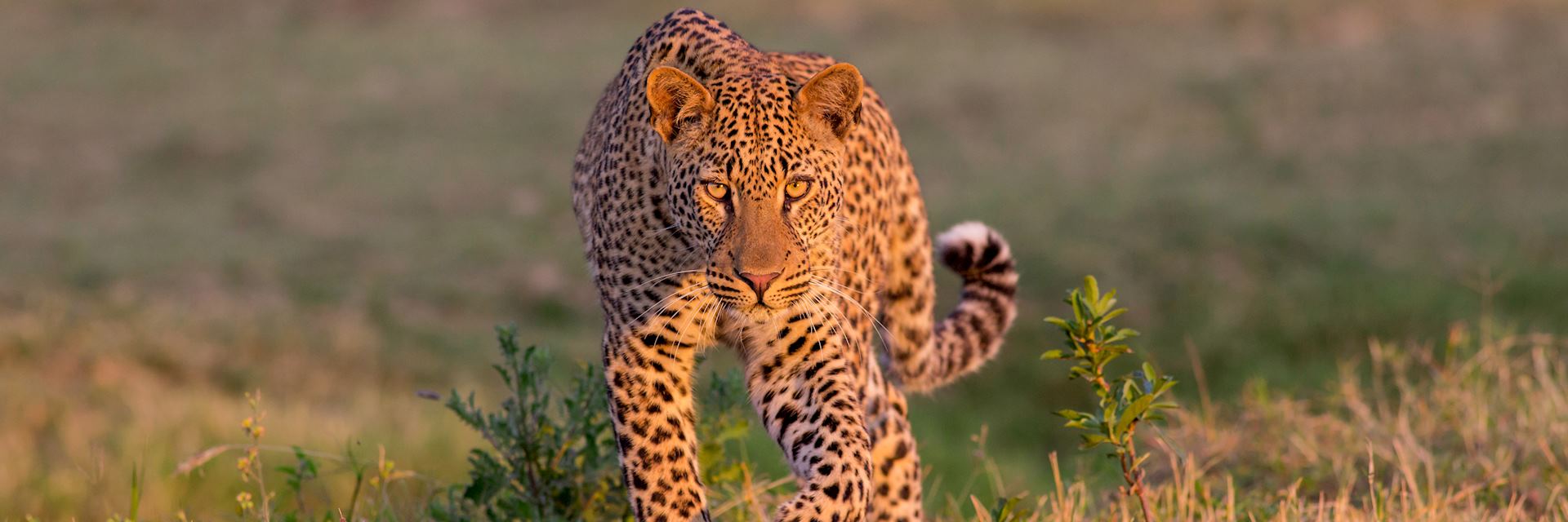 Leopard in South Luangwa National Park