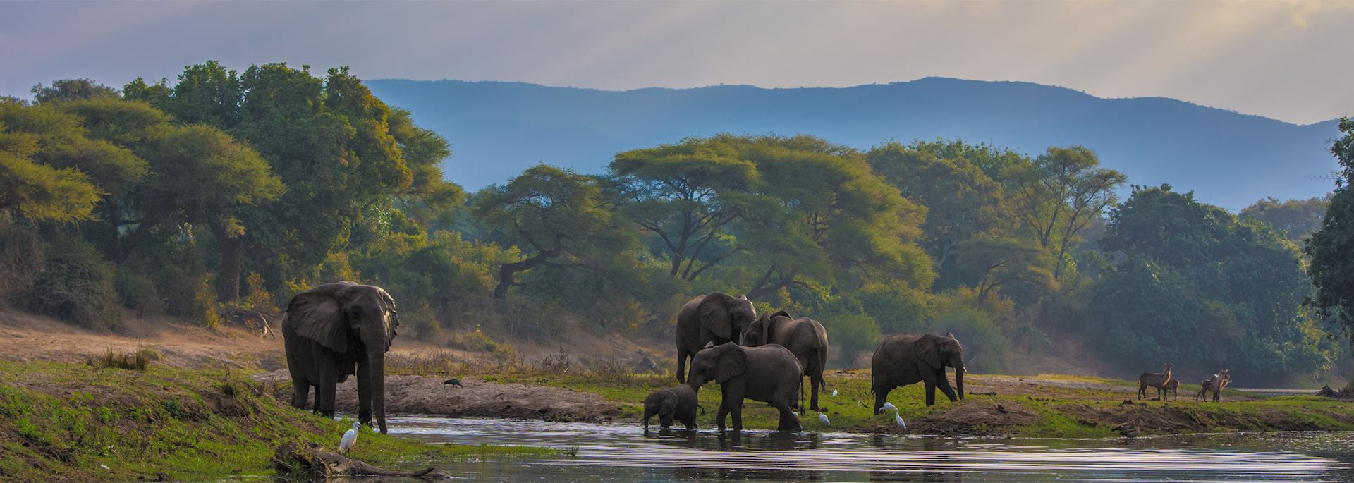 Elephant herd, Lower Zambezi National Park