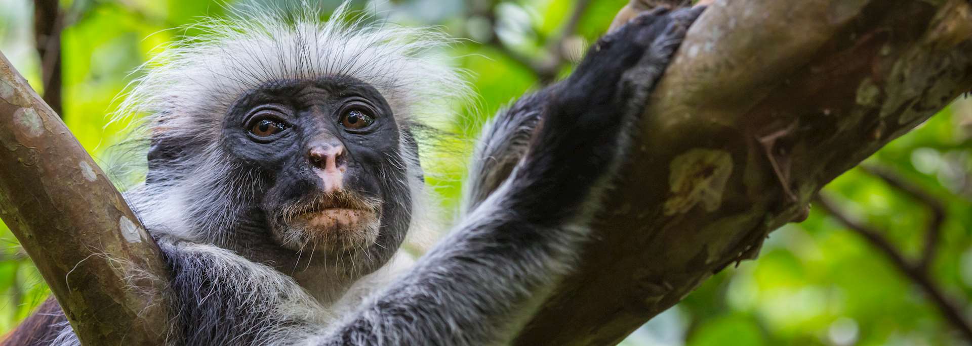 Red colobus monkey, Jozani Forest