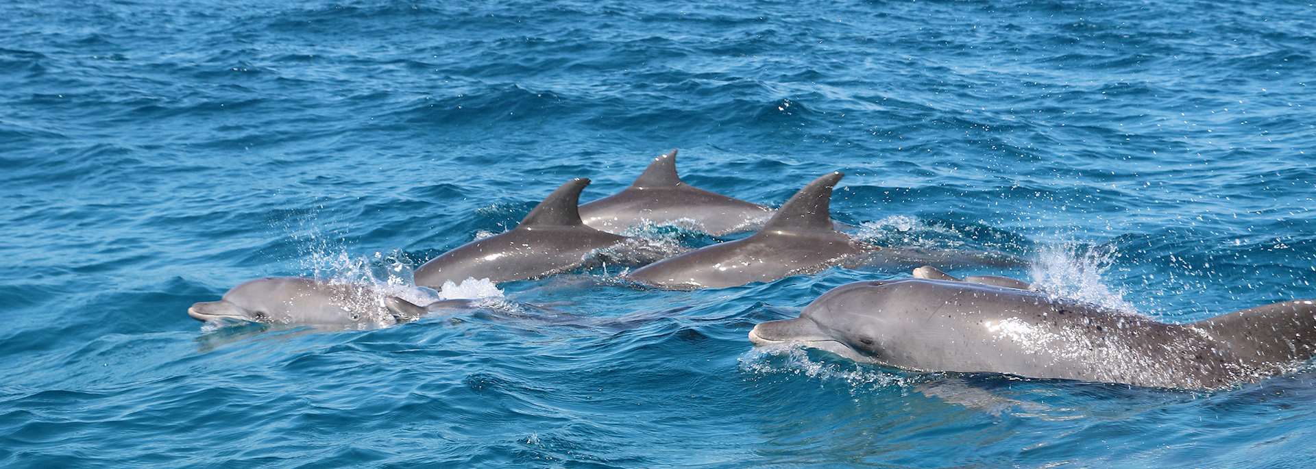 Dolphins in Zanzibar