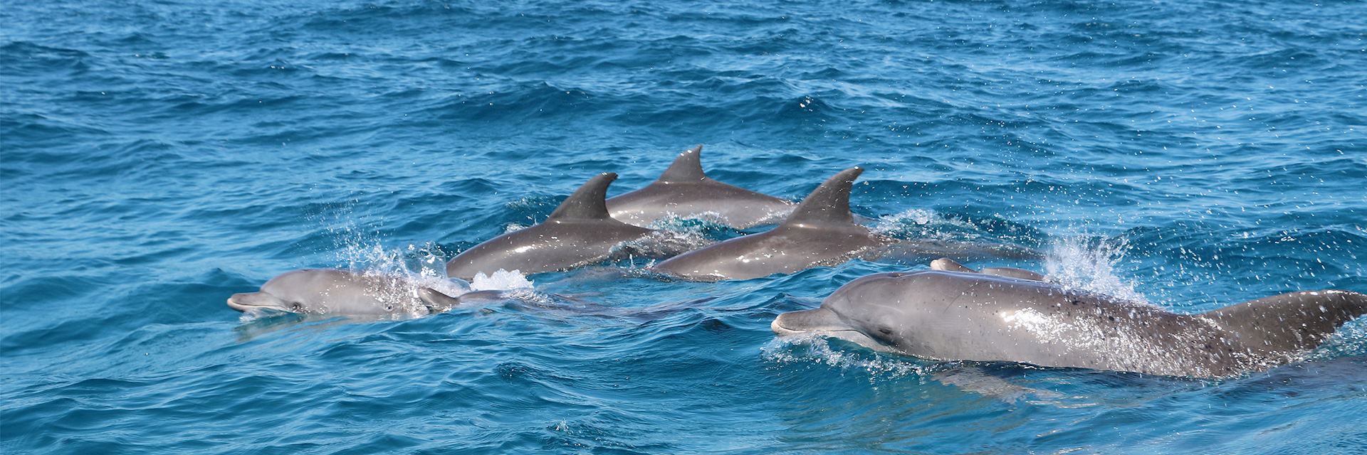 Dolphins in Zanzibar