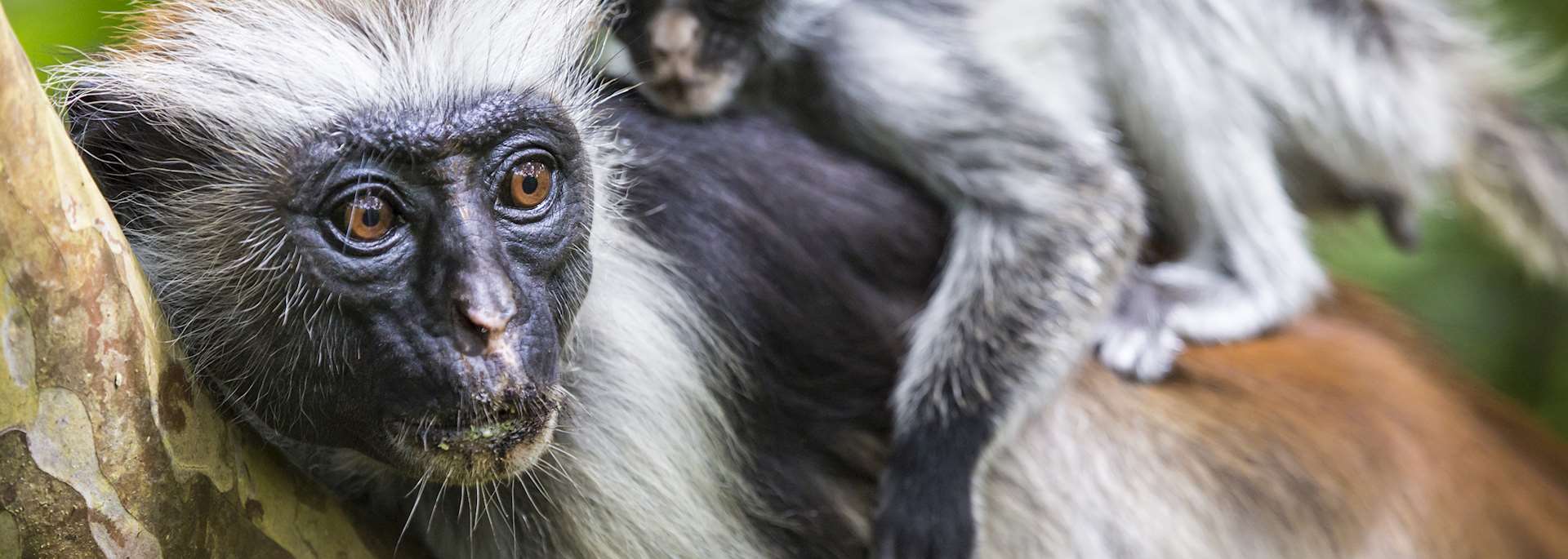 Red colobus monkeys, Jozani Forest