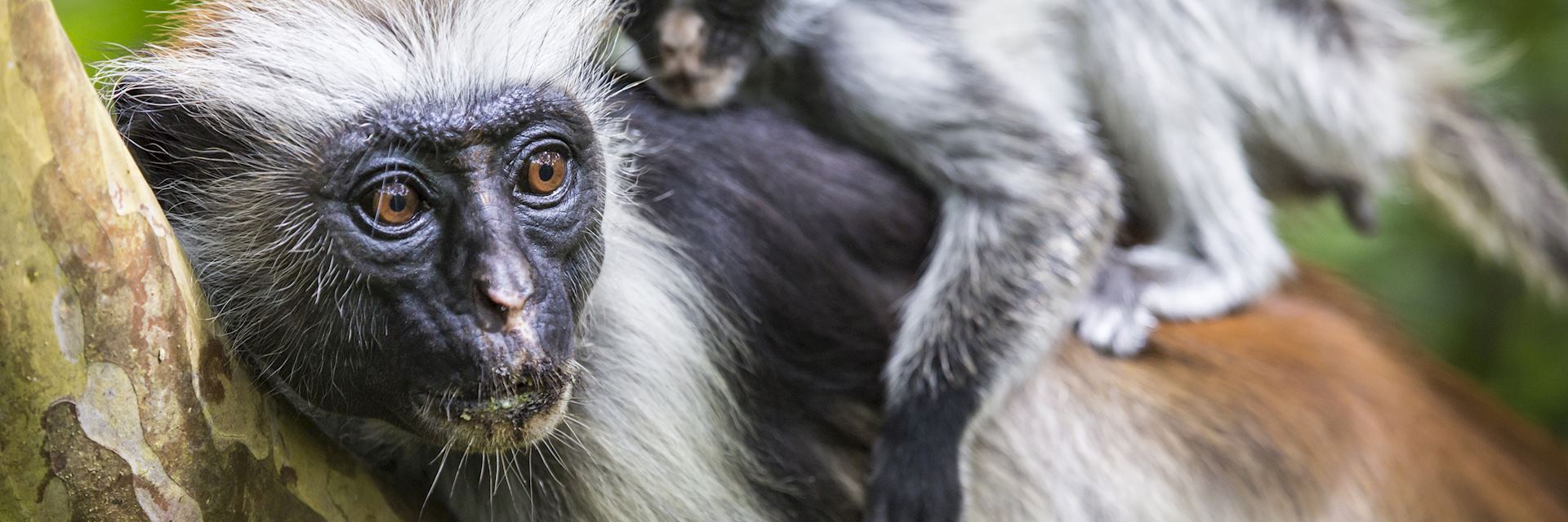 Red colobus monkeys