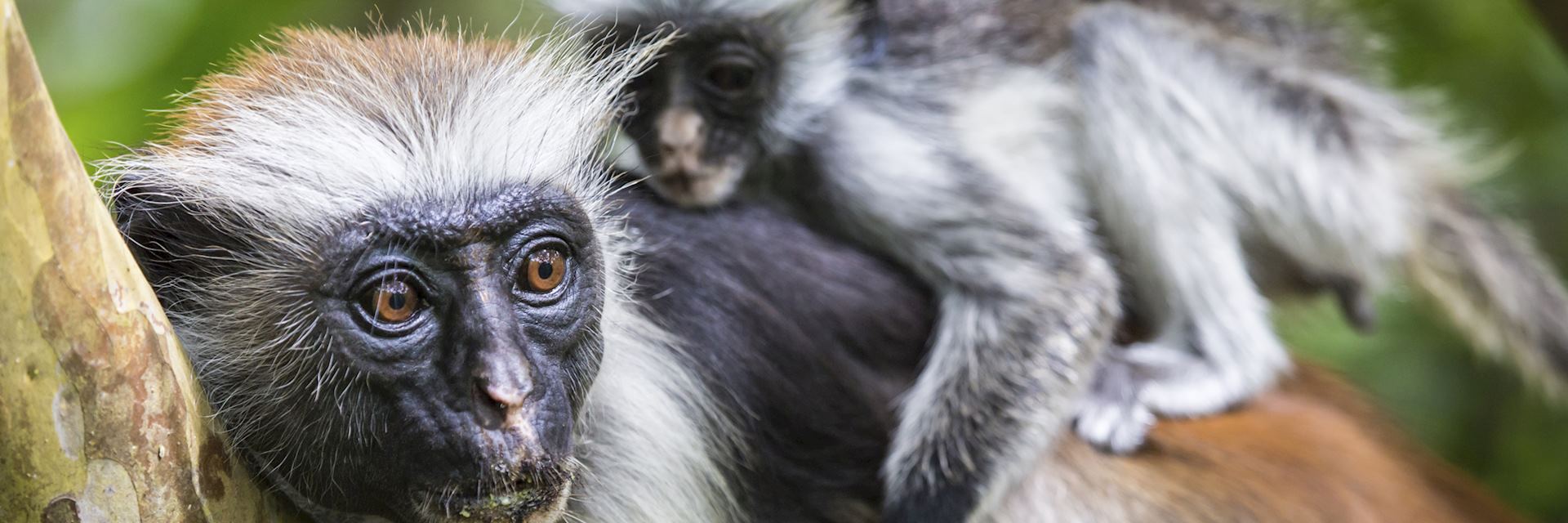 Red colubus monkeys