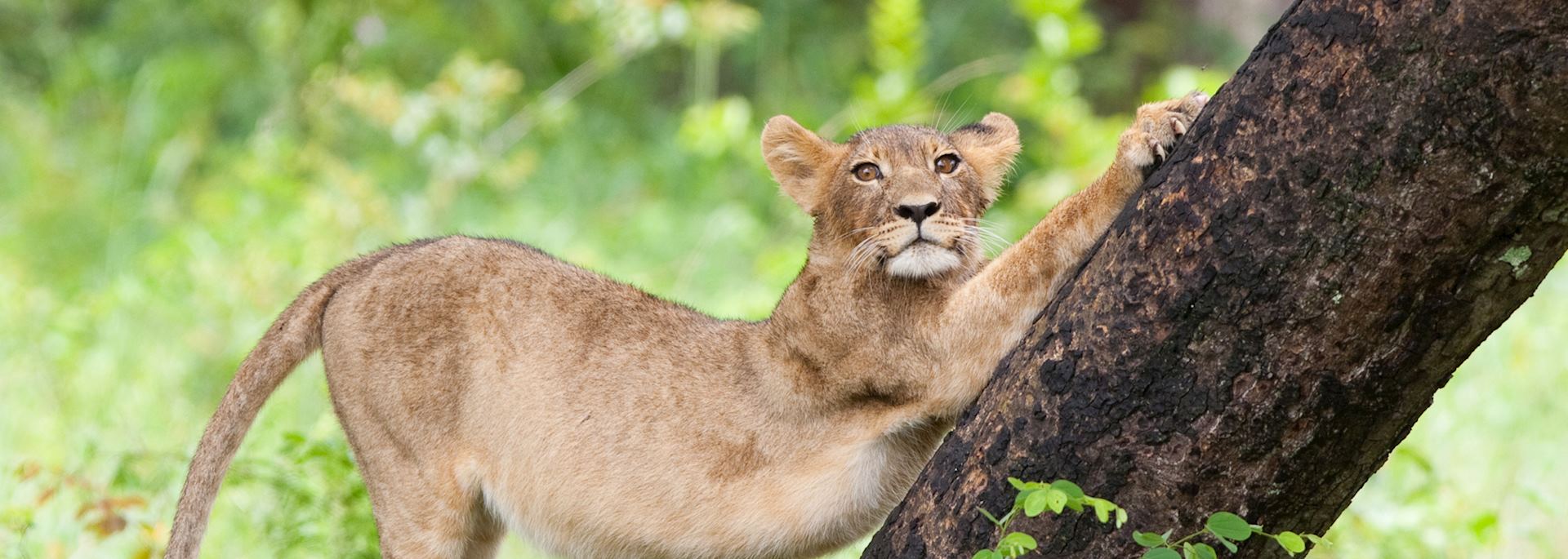 Lion cub in Hwange National Park