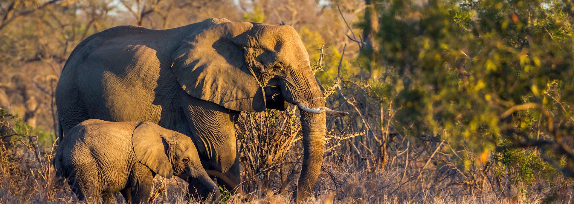 Elephant in Gonarezhou National Park