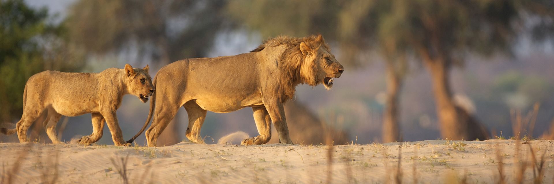Lions in Mana Pools National Park