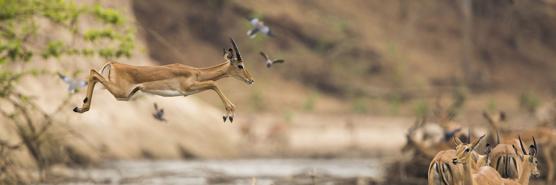 Impala, Hwange National Park