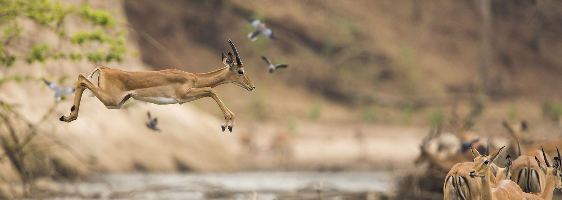 Impala, Hwange National Park
