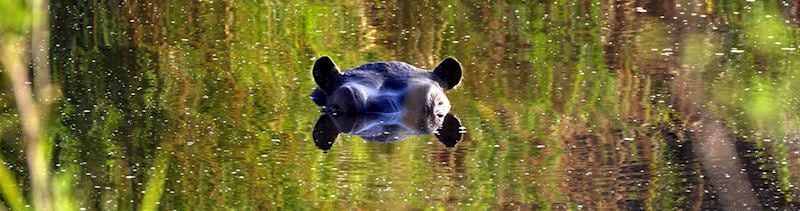 Hippo, Hwange National Park