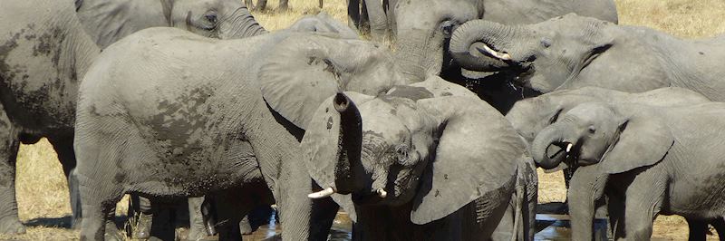 Elephant at a watering hole, Hwange National Park