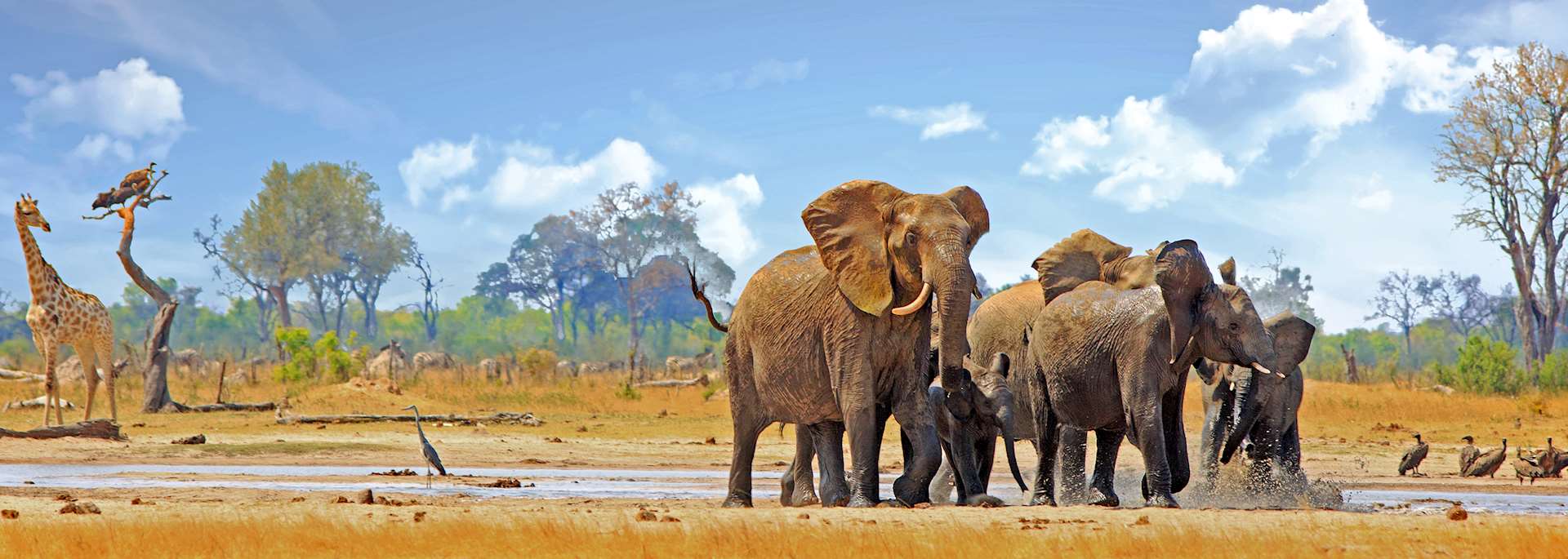 Elephant in Hwange National Park