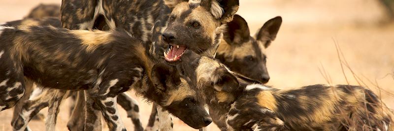 Wild dog, Mana Pools National Park