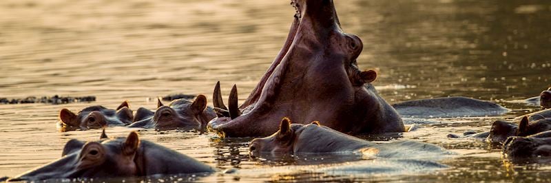 Hippo, Mana Pools National Park