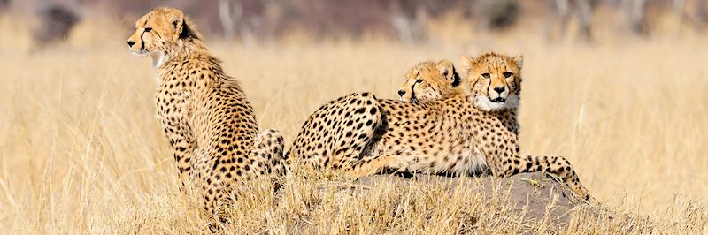 Cheetah cubs, Hwange National Park