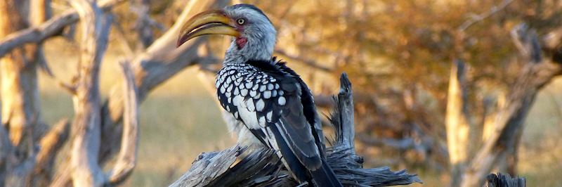 Yellow-billed hornbill, Hwange National Park