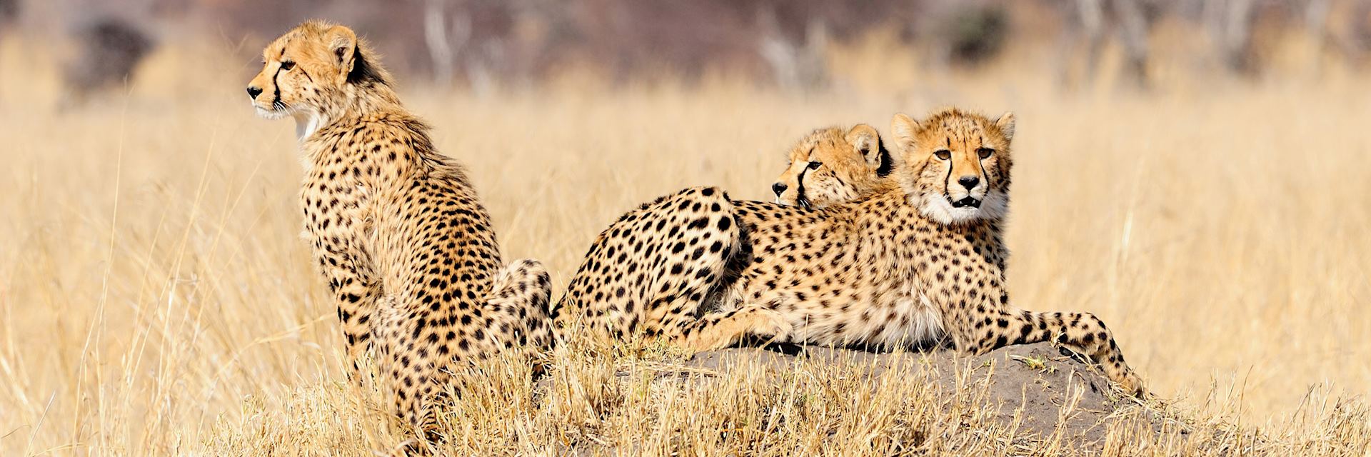 Cheetah cubs in Hwange National Park