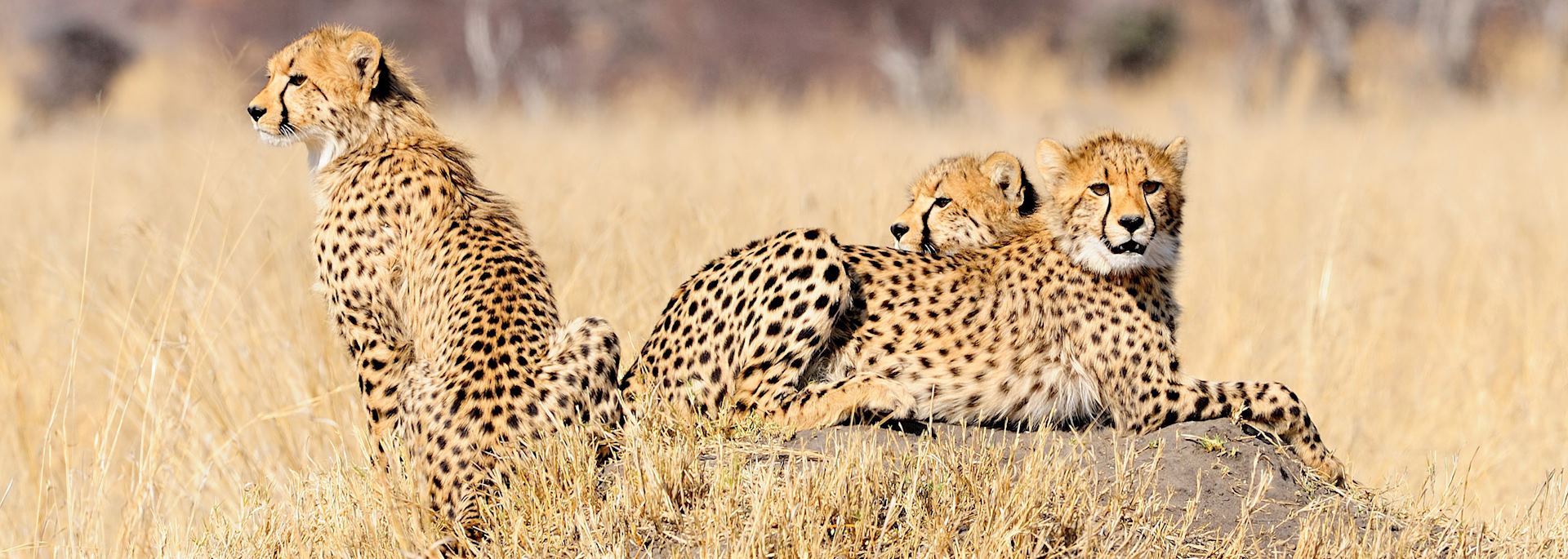 Cheetah cubs in Hwange National Park