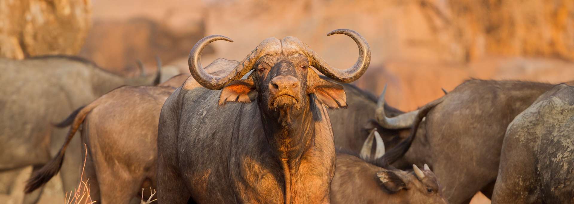 Cape buffalo