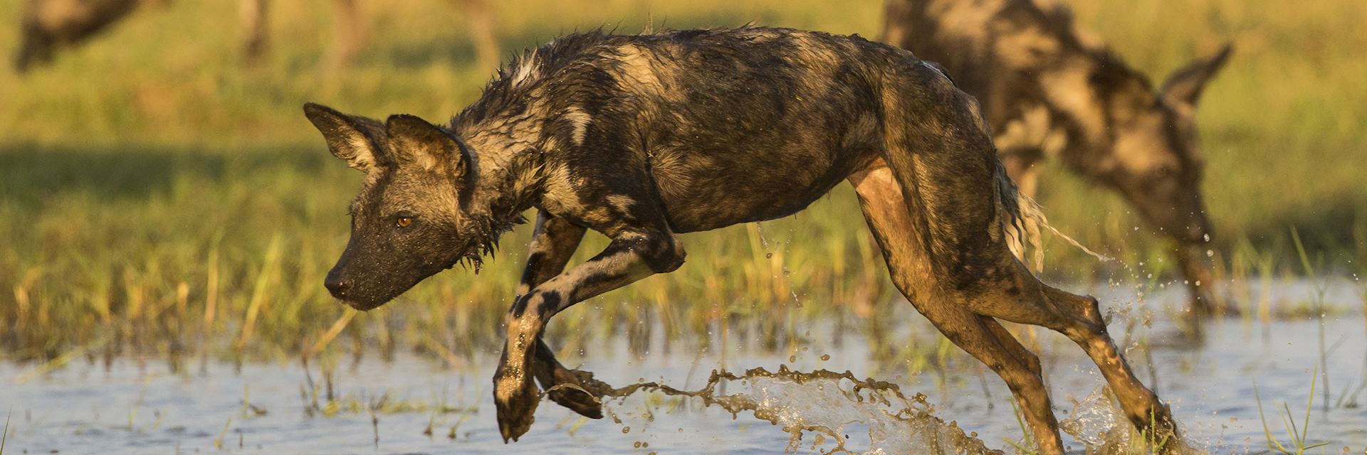 Wild dogs in Zimbabwe