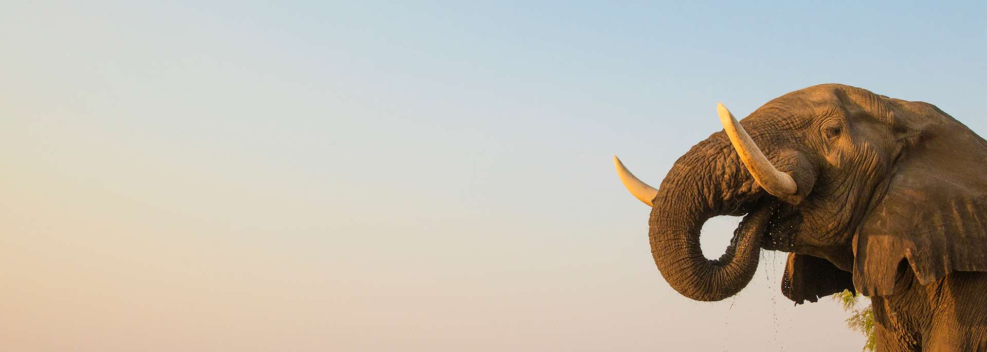 Bull elephant drinking at the Zambezi river