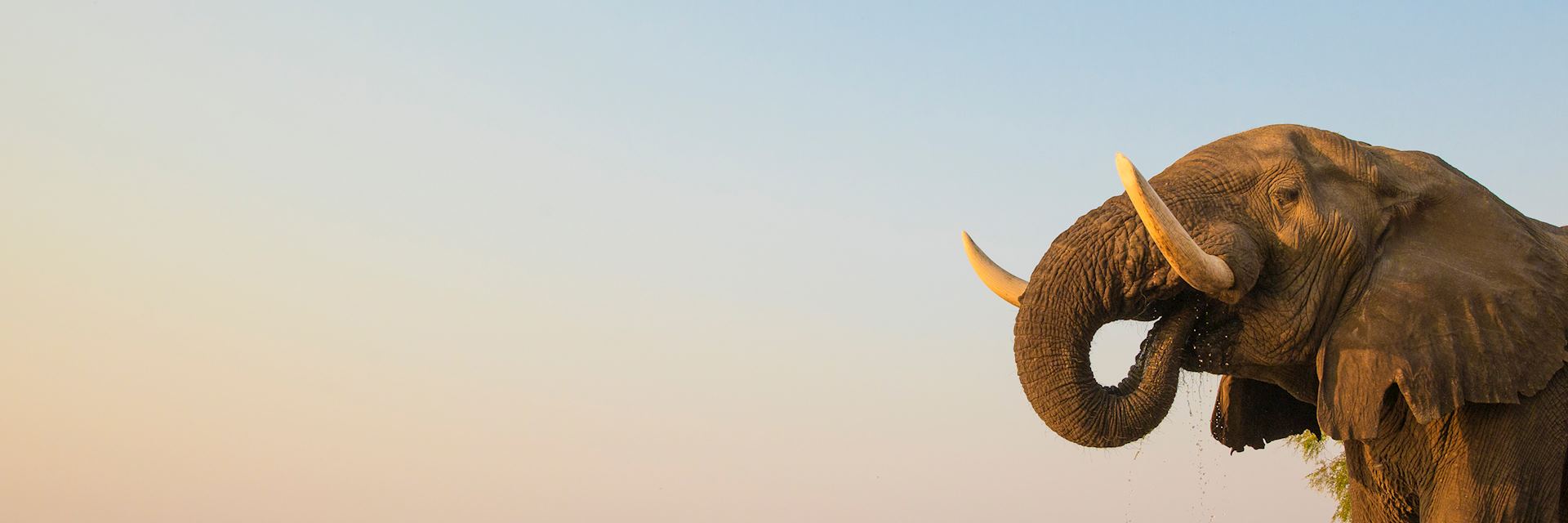 Bull elephant drinking at the Zambezi river