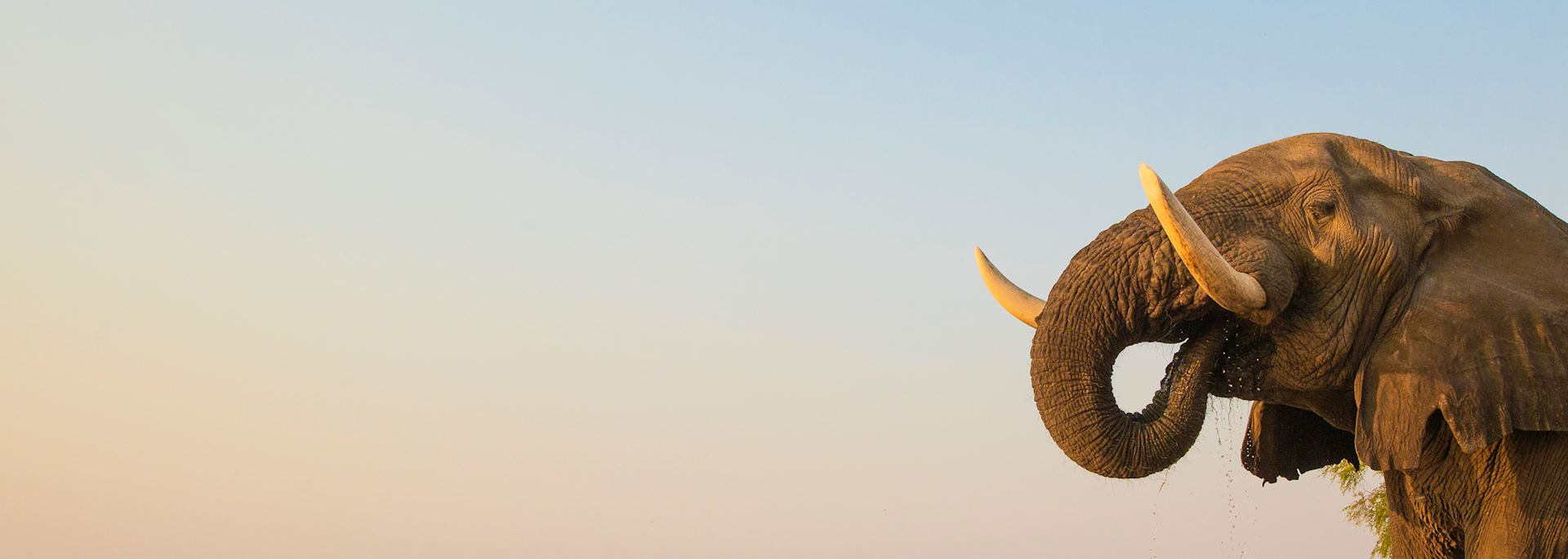 Bull elephant drinking at the Zambezi river
