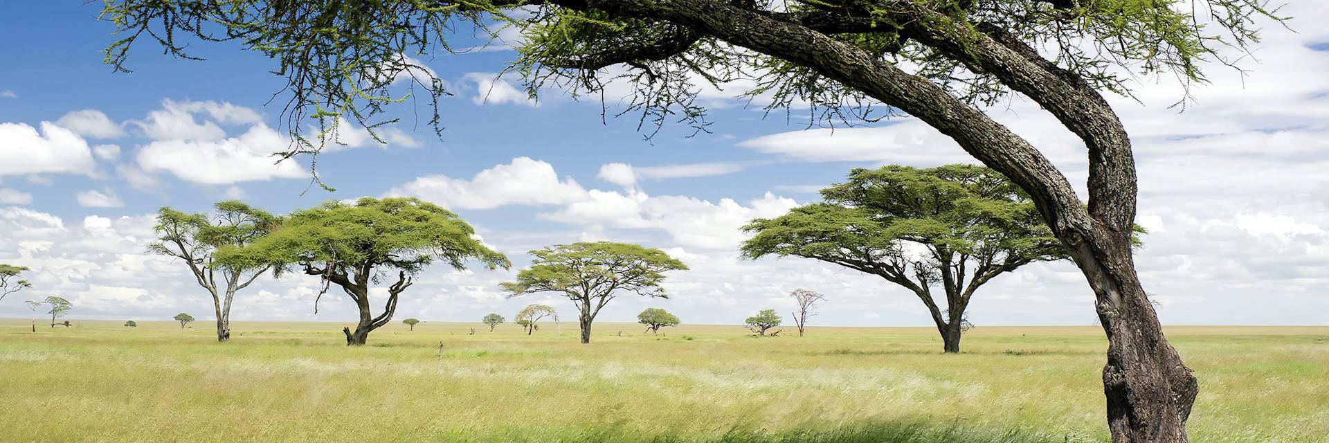 Savanna grassland