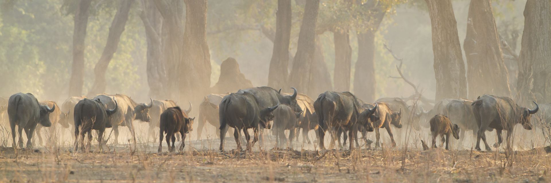 Cape buffalo