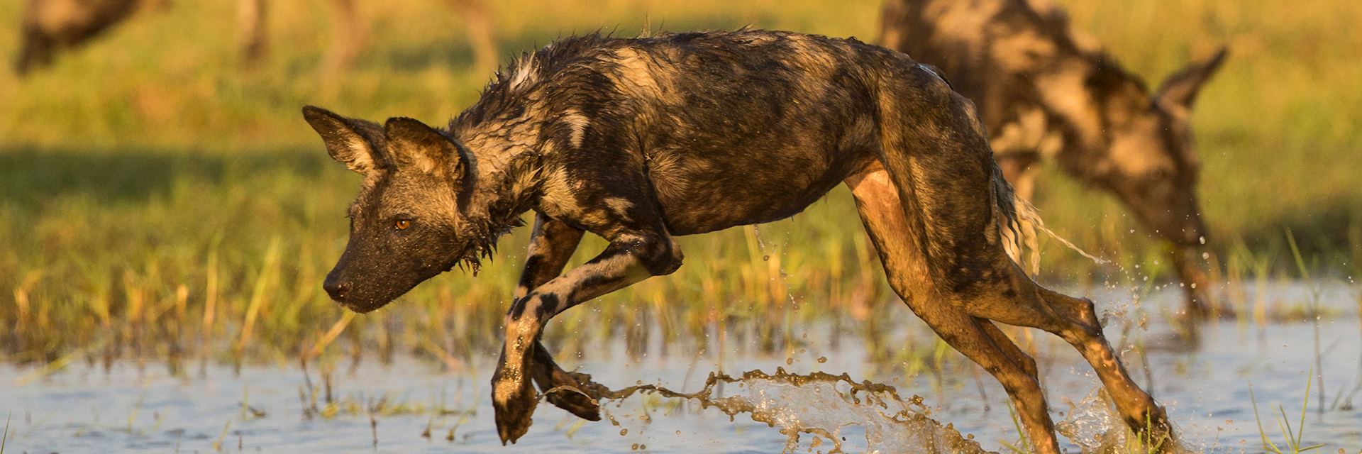 African wild dogs