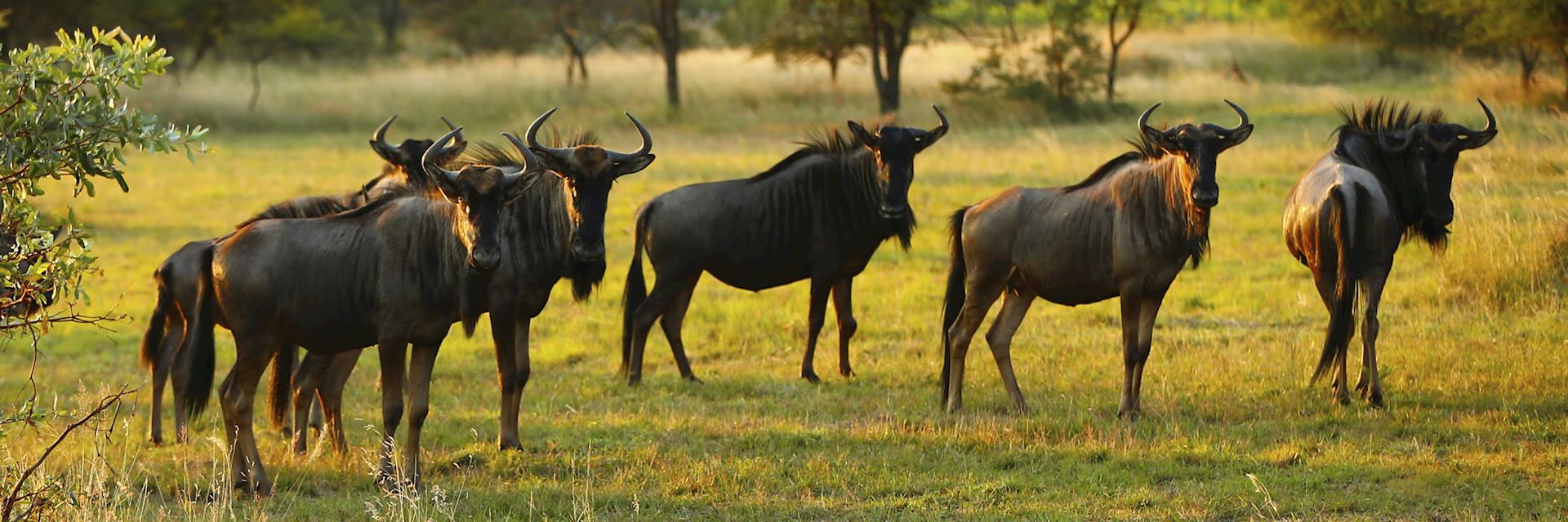A herd of wildebeest