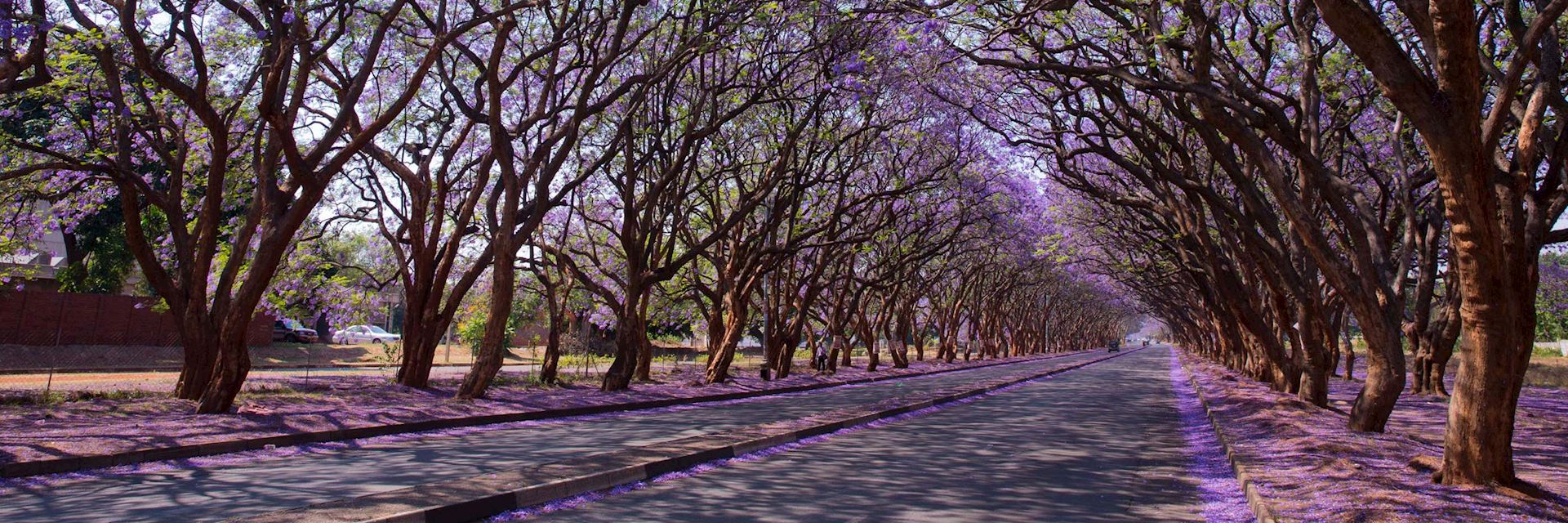 Jacaranda trees in Harare