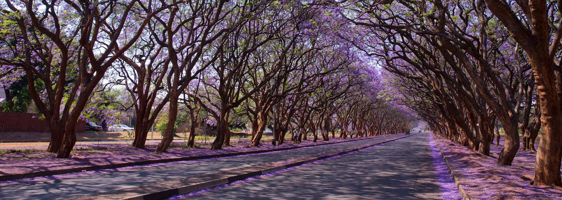 Jacaranda trees in Harare
