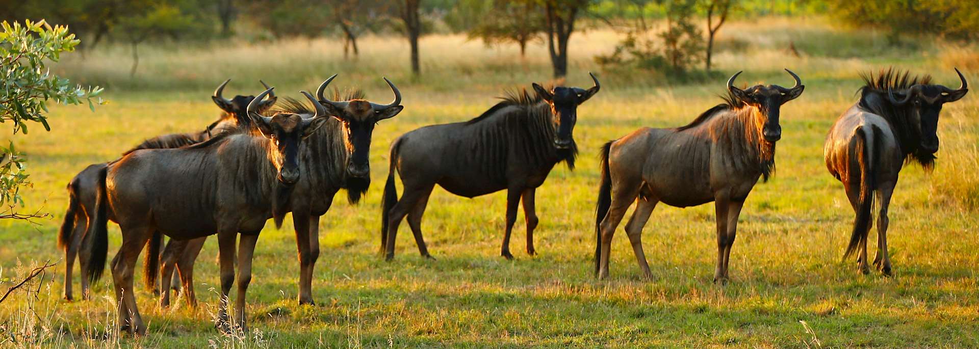 A herd of wildebeest