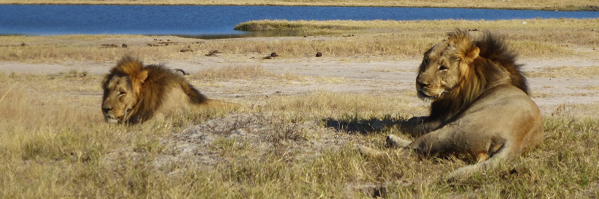 Male lion in Hwange National Park, Zimbabwe