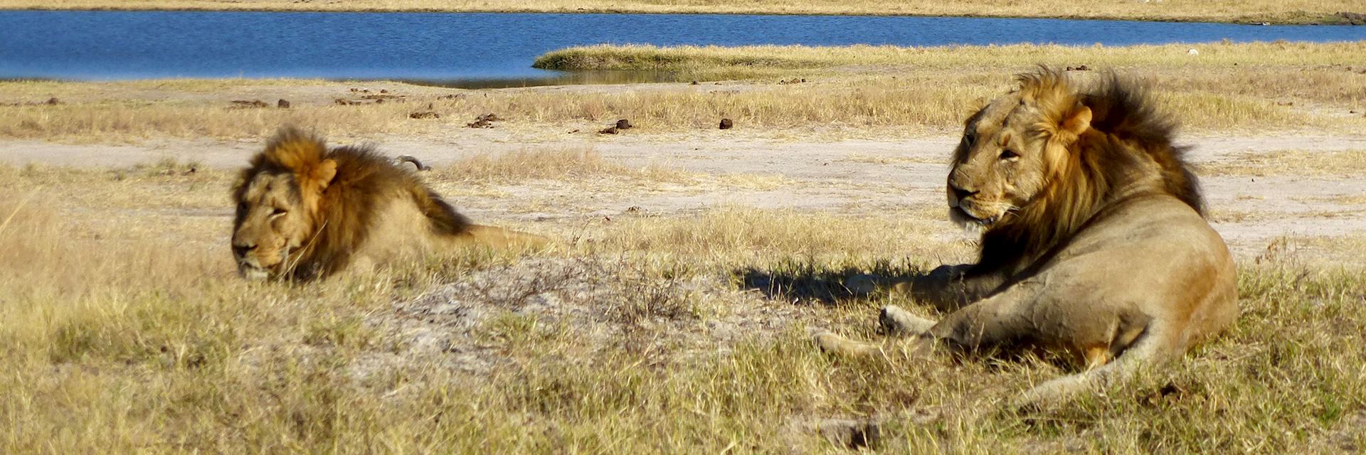 Male lion in Hwange National Park, Zimbabwe