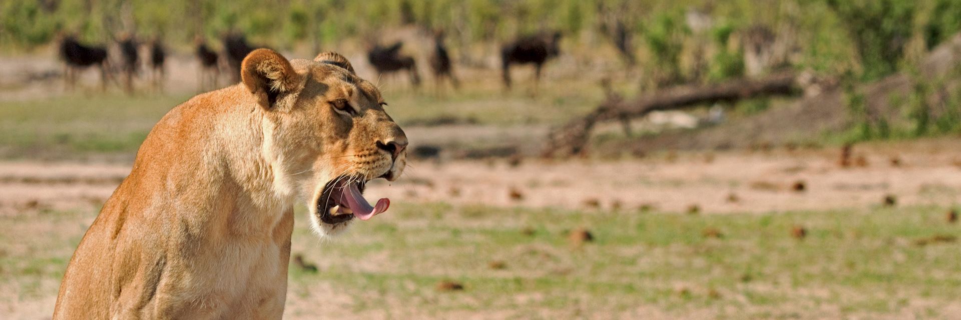 Lioness in Hwange National Park