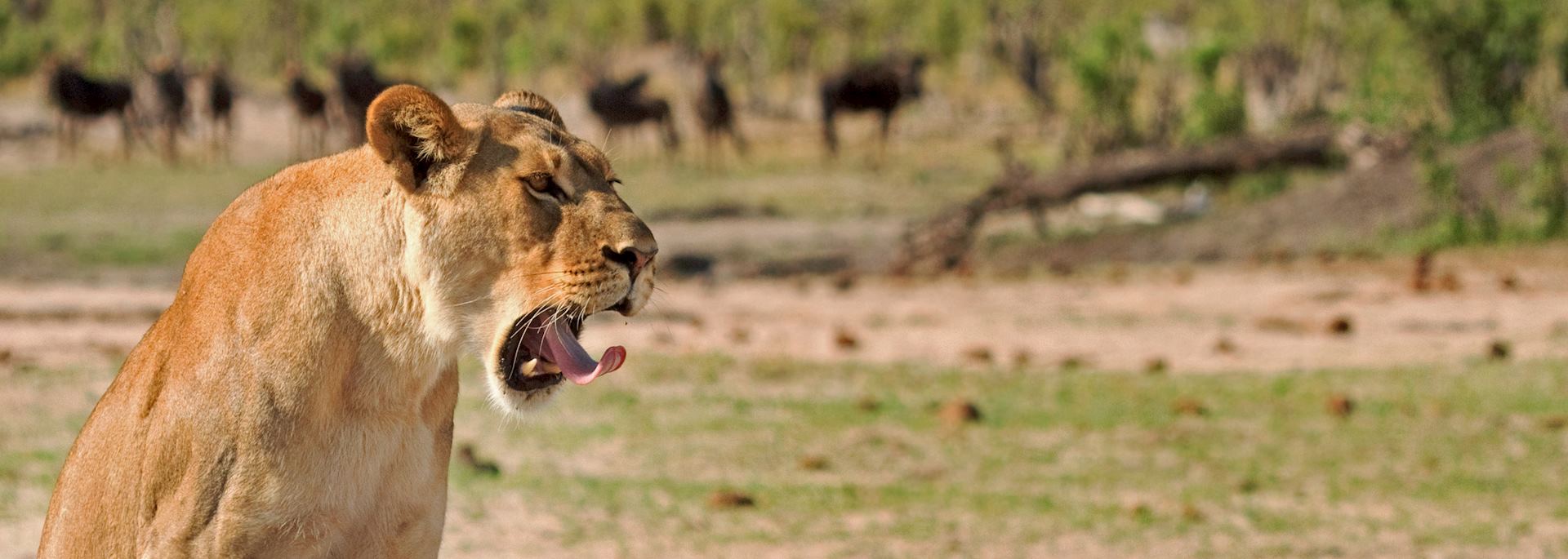 Lioness in Hwange National Park