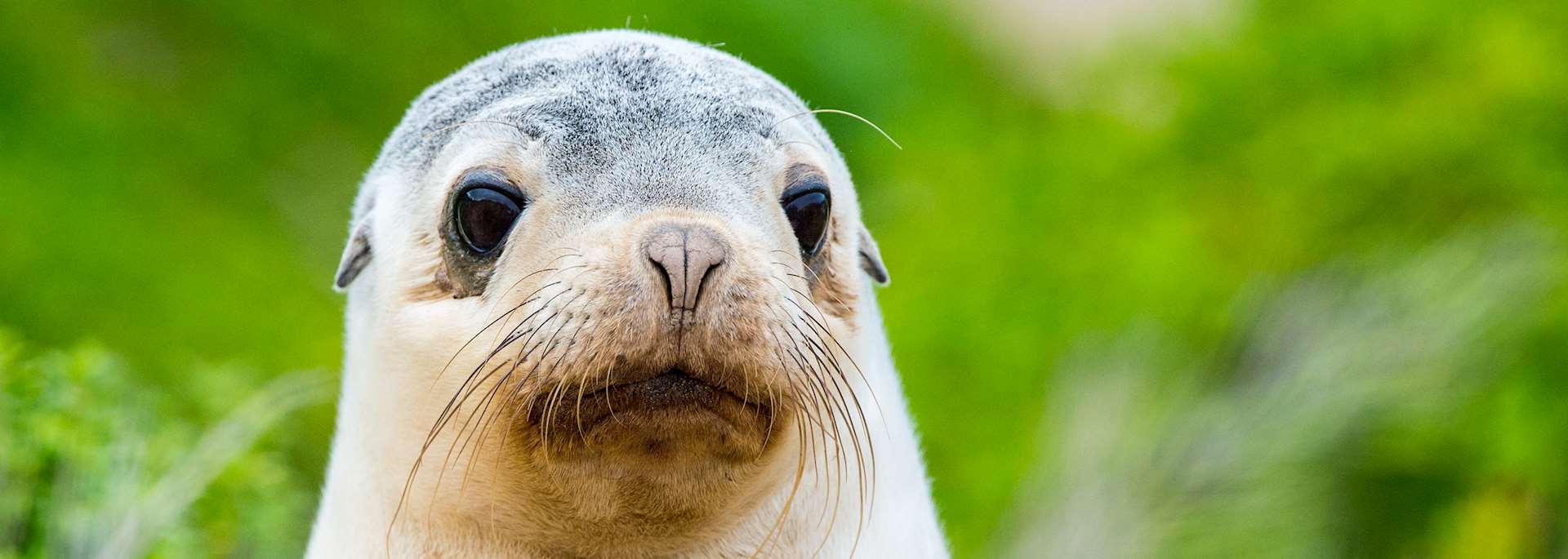 Australian sea lion pup