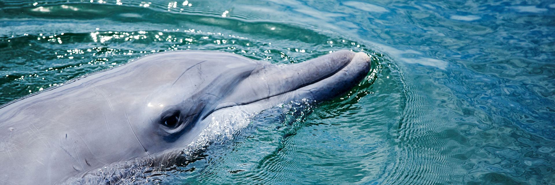 dolphin cruise rockingham