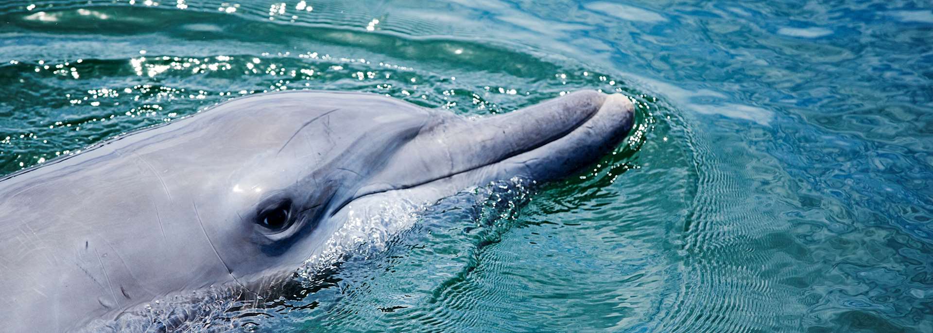 Bottlenose dolphin, Rockingham
