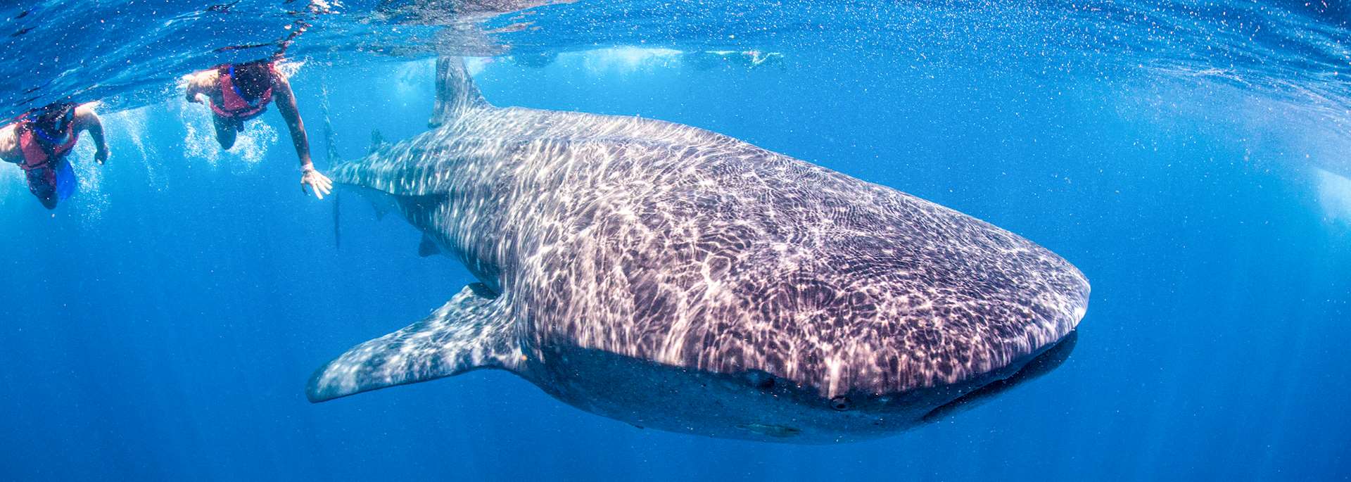 Swimming with whale sharks, Australia