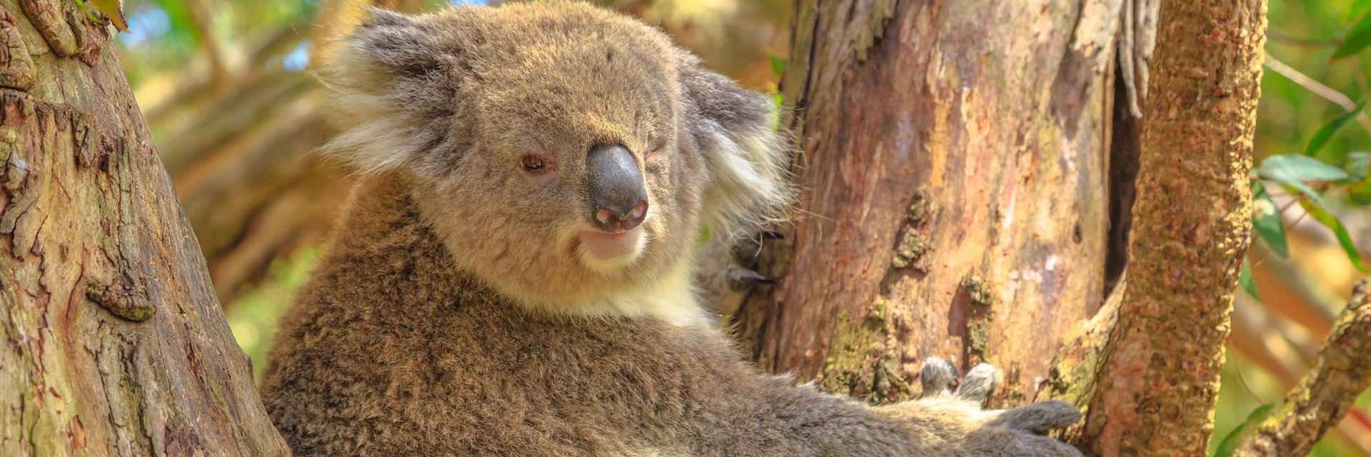 Koala, Phillip Island