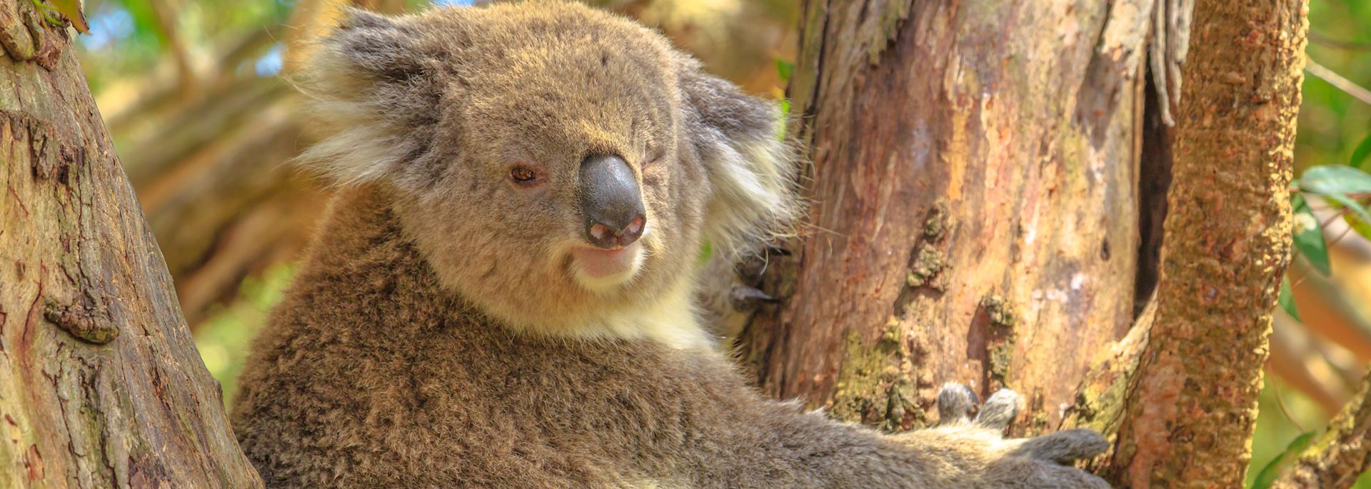 Koala, Phillip Island