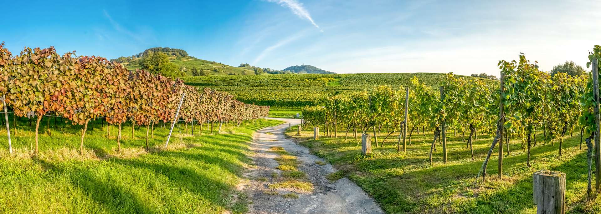 Vineyard in the Barossa Valley